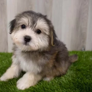 Havanese